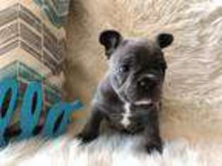 French Bulldog Puppy for sale in Fowler, CA, USA