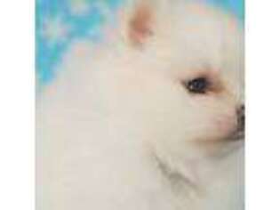 Pomeranian Puppy for sale in Dawsonville, GA, USA