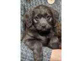 Labradoodle Puppy for sale in Union, OH, USA
