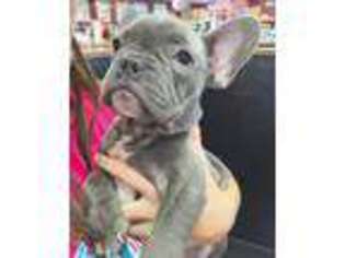 French Bulldog Puppy for sale in Winter Springs, FL, USA