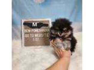 Pomeranian Puppy for sale in Carlinville, IL, USA