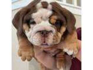 Bulldog Puppy for sale in Rocklin, CA, USA