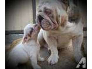 Bulldog Puppy for sale in NORTH BEND, WA, USA