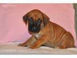 Rhodesian Ridgeback Puppy for sale in Florence, SC, USA