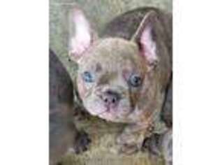 French Bulldog Puppy for sale in Baker City, OR, USA
