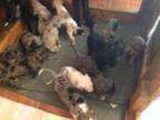 Great Dane Puppy for sale in TICONDEROGA, NY, USA