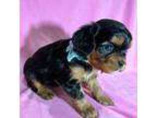 Cavalier King Charles Spaniel Puppy for sale in Liberty, SC, USA