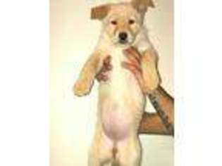 German Shepherd Dog Puppy for sale in Saginaw, MI, USA