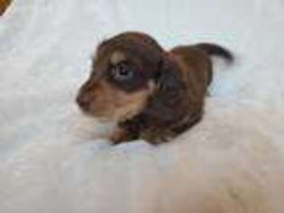 Dachshund Puppy for sale in Huntertown, IN, USA