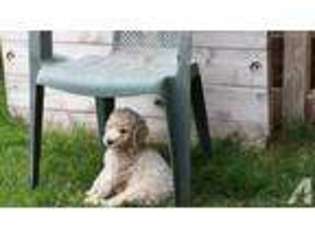Mutt Puppy for sale in HERMISTON, OR, USA