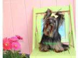Yorkshire Terrier Puppy for sale in Point Comfort, TX, USA
