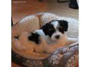 Coton de Tulear Puppy for sale in Pleasantville, TN, USA