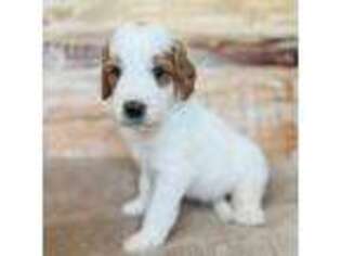 Goldendoodle Puppy for sale in Natural Bridge, VA, USA