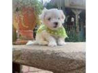 Maltese Puppy for sale in Epps, LA, USA