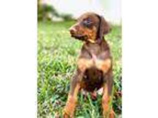 Doberman Pinscher Puppy for sale in Seminole, FL, USA