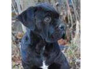 Cane Corso Puppy for sale in Lostine, OR, USA