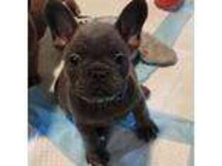 French Bulldog Puppy for sale in Sterling, IL, USA