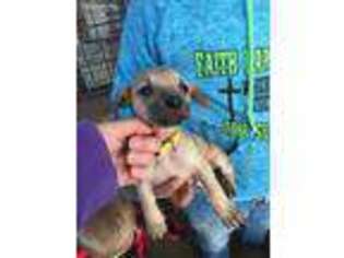 Black Mouth Cur Puppy for sale in Cedar Vale, KS, USA