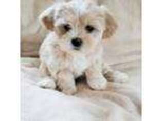 Mutt Puppy for sale in Orting, WA, USA