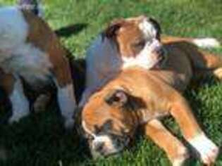 Olde English Bulldogge Puppy for sale in Sparks, NV, USA