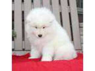 Samoyed Puppy for sale in Loyal, WI, USA