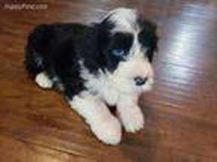 Portuguese Water Dog Puppy for sale in Deatsville, AL, USA