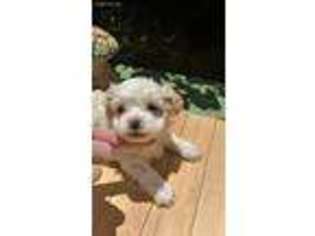 Mal-Shi Puppy for sale in Alma, GA, USA