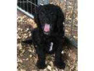 Goldendoodle Puppy for sale in Canton, TX, USA