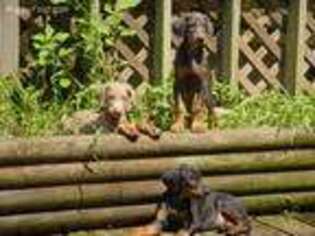 Doberman Pinscher Puppy for sale in Crossville, TN, USA