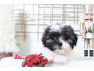 Shih-Poo Puppy for sale in Joppa, MD, USA