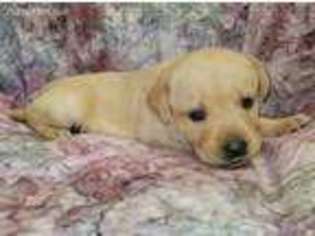 Labrador Retriever Puppy for sale in Dublin, TX, USA