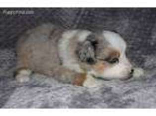 Miniature Australian Shepherd Puppy for sale in Frisco, TX, USA