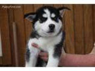 Siberian Husky Puppy for sale in Mc Louth, KS, USA