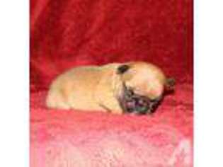 French Bulldog Puppy for sale in DE KALB, TX, USA