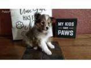 Shetland Sheepdog Puppy for sale in Englewood, OH, USA