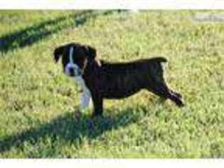 Boxer Puppy for sale in Abilene, TX, USA