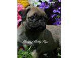 Pug Puppy for sale in Penn Valley, CA, USA