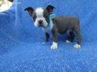 Boston Terrier Puppy for sale in Whittier, CA, USA
