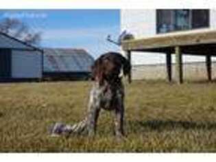 German Shorthaired Pointer Puppy for sale in Onawa, IA, USA