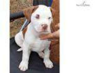 American Bulldog Puppy for sale in Decatur, AL, USA