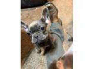 French Bulldog Puppy for sale in Rodeo, CA, USA