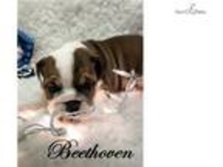 Bulldog Puppy for sale in Hattiesburg, MS, USA