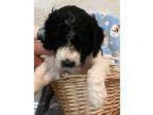 Goldendoodle Puppy for sale in Salida, CA, USA
