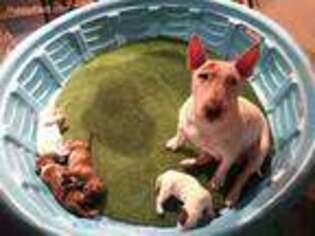 Bull Terrier Puppy for sale in Creve Coeur, IL, USA