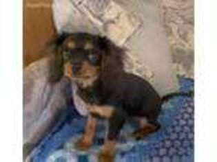 Cavalier King Charles Spaniel Puppy for sale in Lake Havasu City, AZ, USA
