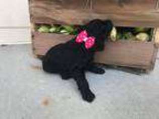 Labradoodle Puppy for sale in Camden, NC, USA
