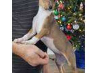 Basenji Puppy for sale in Crossville, TN, USA