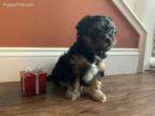 Mutt Puppy for sale in Blossvale, NY, USA