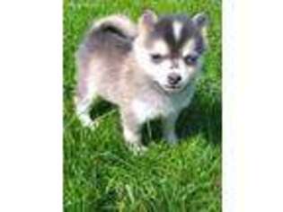 Alaskan Klee Kai Puppy for sale in Eugene, OR, USA