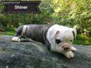 Olde English Bulldogge Puppy for sale in New Philadelphia, OH, USA